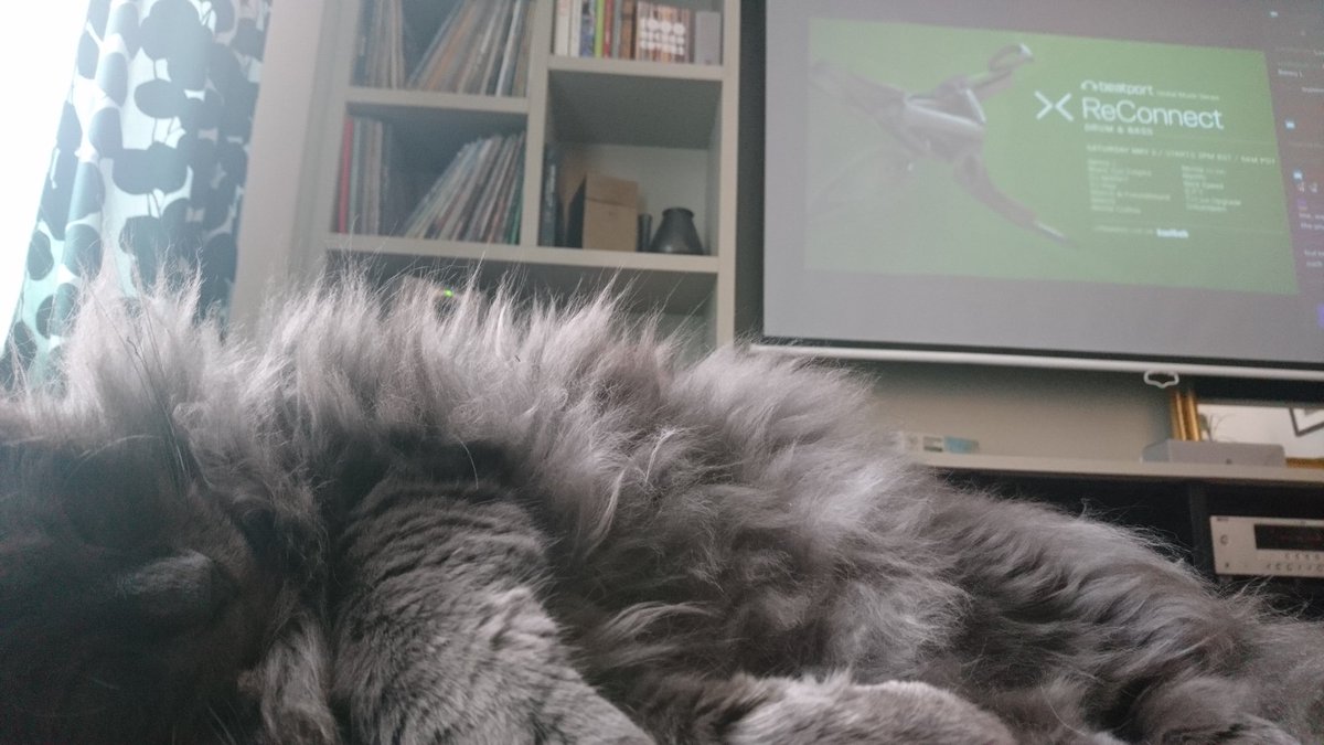 humanshell's tweet image. My cat is ready for #beatport #reconnect #D'n'B !!