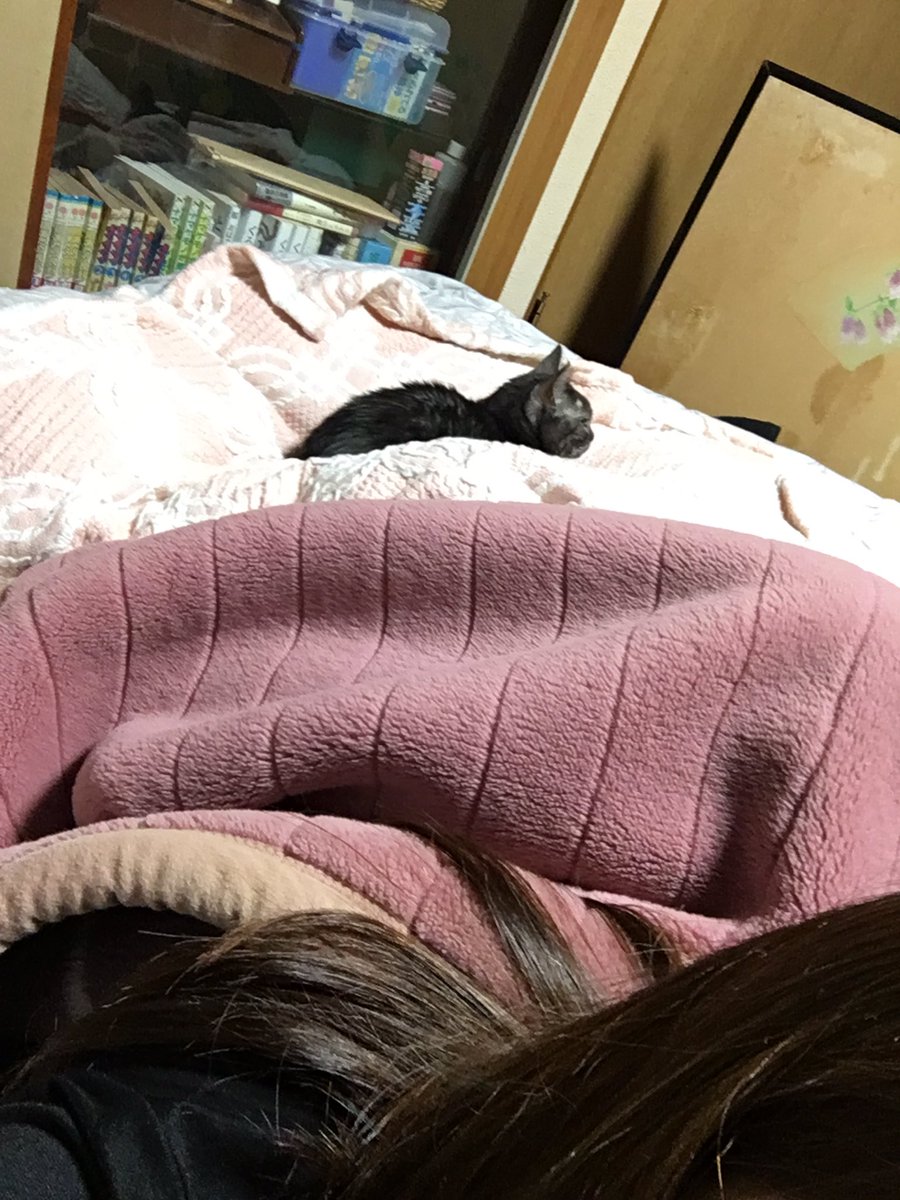 misamisa304's tweet photo. 布団はいってて、なんか足元重い気するなって思ったらこいつがすました顔で乗ってた。笑
愛おしい https://t.co/UwmEJitK85