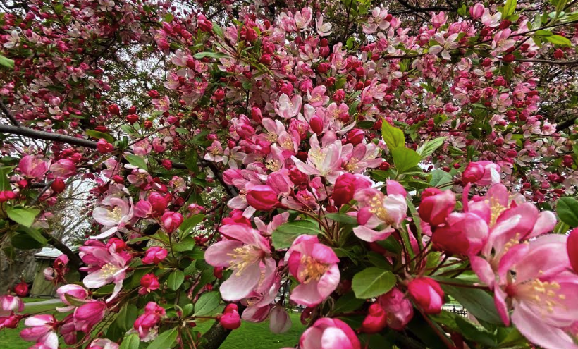 FOPG's tweet photo. #SharingSpring with a popular Tea Crabapple almost at #peakbloom and a lesser known but totally gorgeous orange Flowering Quince. 💚  #PublicGarden #Boston #AloneTogether 🌸 #StayingSafe #MakingItWork https://t.co/YrCZVT8O02