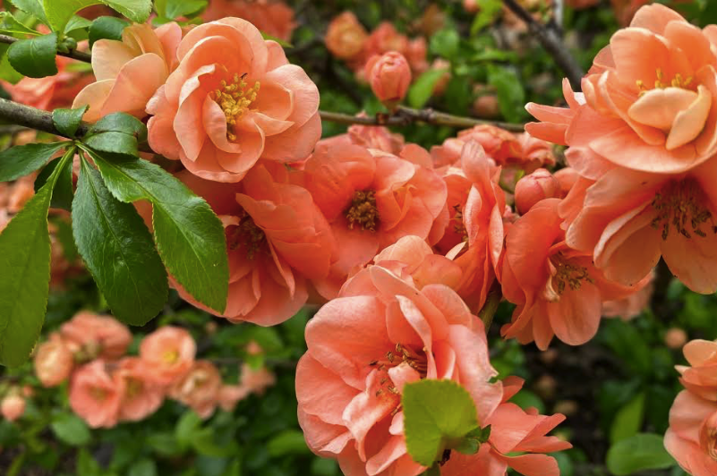 FOPG's tweet photo. #SharingSpring with a popular Tea Crabapple almost at #peakbloom and a lesser known but totally gorgeous orange Flowering Quince. 💚  #PublicGarden #Boston #AloneTogether 🌸 #StayingSafe #MakingItWork https://t.co/YrCZVT8O02