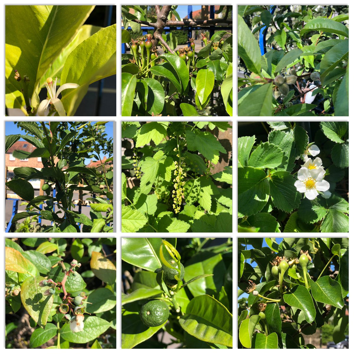 Check these out! Some of our plants are flowering/fruiting for the very first time! 🍊🍐🍏🍋🍓🍑<a href="/BelmontSchoolW4/">Belmont School W4</a>
