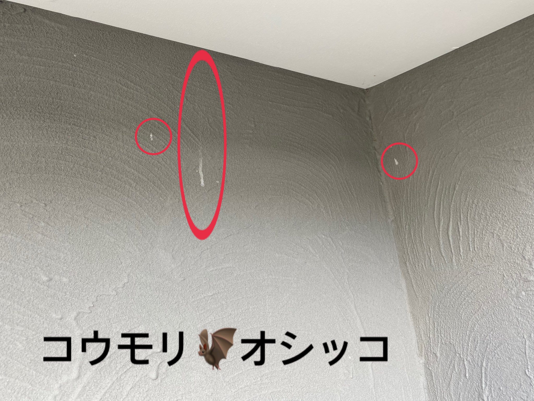 Twitter 上的 害虫害獣駆除スペシャリストです あおき消毒 壁に軒下付近の壁に白っぽいシミが出来てきたら コウモリのオシッコの場合が多いです 壁にとまって ナイトルースト しているか 近くに巣がある場合があります コウモリ オシッコ ナイトルースト