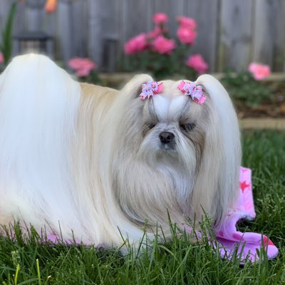 MiaShihTzu's tweet photo. #NewProfilePic https://t.co/Ld0puUIKaU