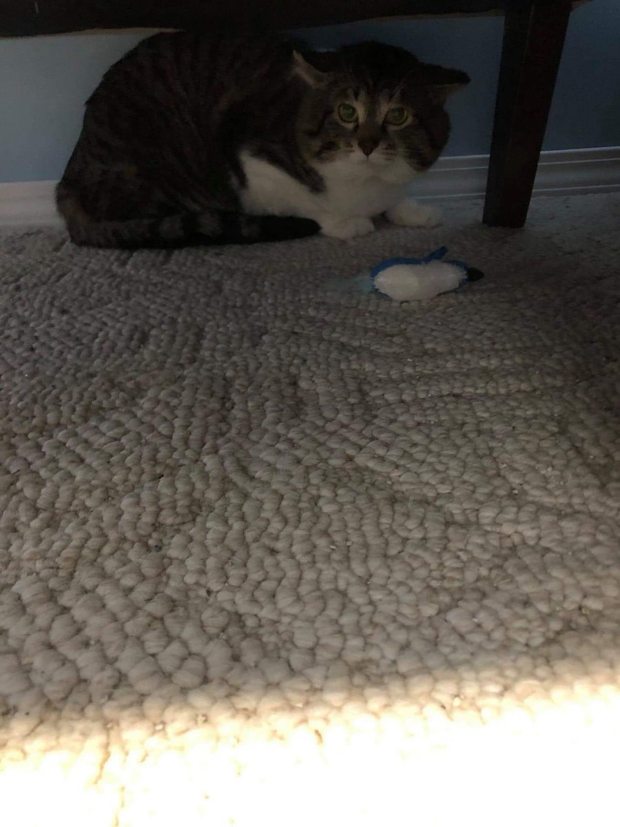 SAFEteamrescue's tweet photo. Found Kitty - Grandview heights. Would have been missing since at least January! 

If this is your kitty please contact SAFE Team animal rescue 

safeteamdirector@hotmail.com 

Please Share and help us see if we can find an owner! 

Thanks! #yeglostpets #yeglostcat #yegmissingcat https://t.co/RBVLmmRPX6