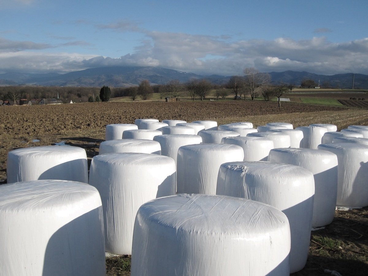 ShuhanChen5's tweet photo. Dear Young Farmers, I am researching agriculture plastic for silage production on dairy farms. Can you help to fill in this online anonymous survey. 

https://t.co/xrMeQ1c7iX

Thank you!!! https://t.co/MS0U7qfGeb