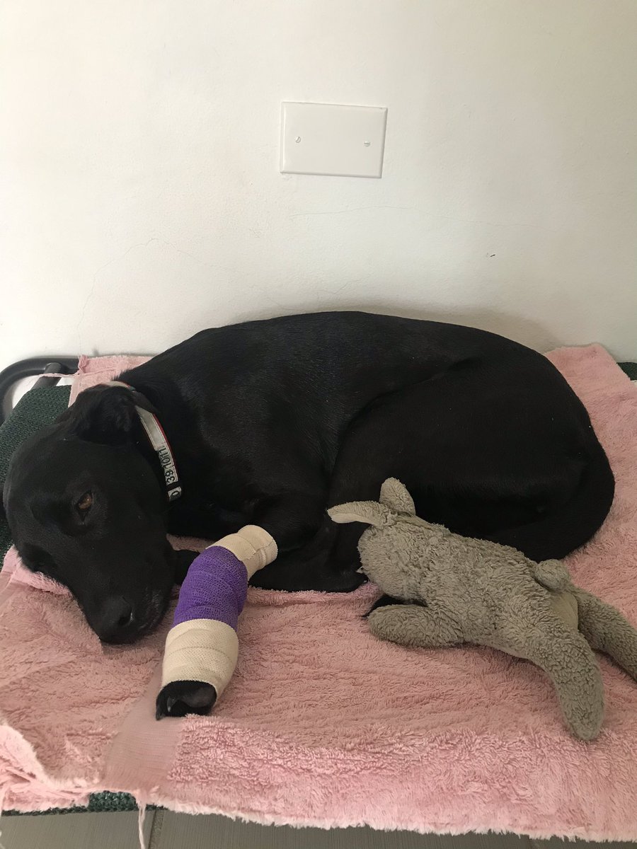 julieeopolis's tweet photo. If your dogger gets hurt and needs to recover what’s a good movie I should put on for her to feel better?
#stitches #bamboozled #iguanas https://t.co/UryJdcJJKe