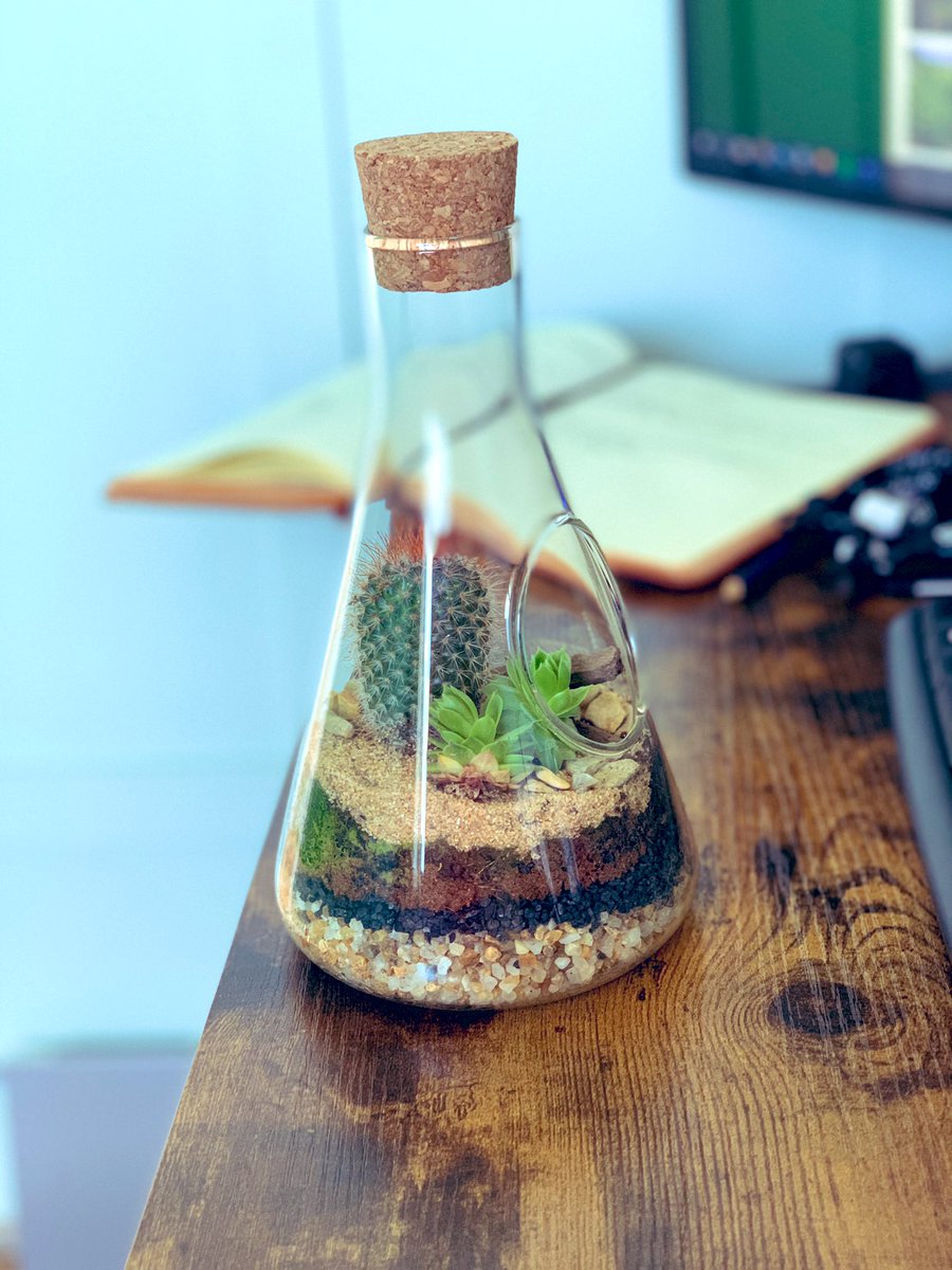 chippendale_mr's tweet image. How cool is my terrarium btw?? #FFBScience #Edutwitter #sciencetwitter #scienceteacher