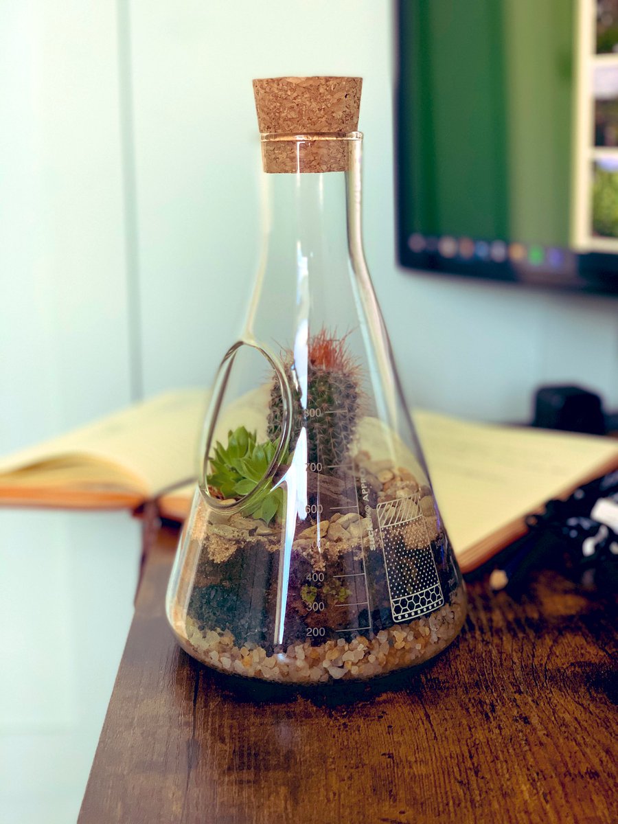 chippendale_mr's tweet image. How cool is my terrarium btw?? #FFBScience #Edutwitter #sciencetwitter #scienceteacher