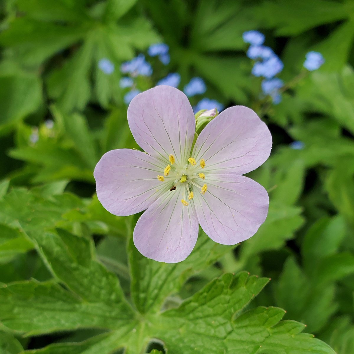 mae_mercadow's tweet image. I&apos;m a crop physiologist and a plant breeder. Floral biology and plant response to temperature and daylight changes never fail to amaze me. 

Plants are amazing. 

#sciencechatPH #AcademicChatter #QuarantinePhotographs #Spring2020