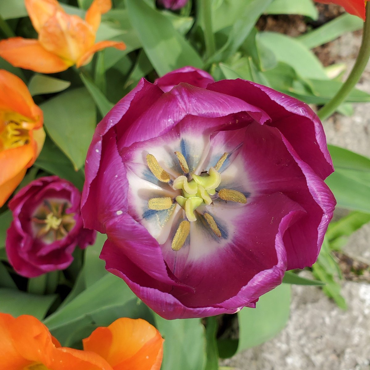 mae_mercadow's tweet image. I&apos;m a crop physiologist and a plant breeder. Floral biology and plant response to temperature and daylight changes never fail to amaze me. 

Plants are amazing. 

#sciencechatPH #AcademicChatter #QuarantinePhotographs #Spring2020