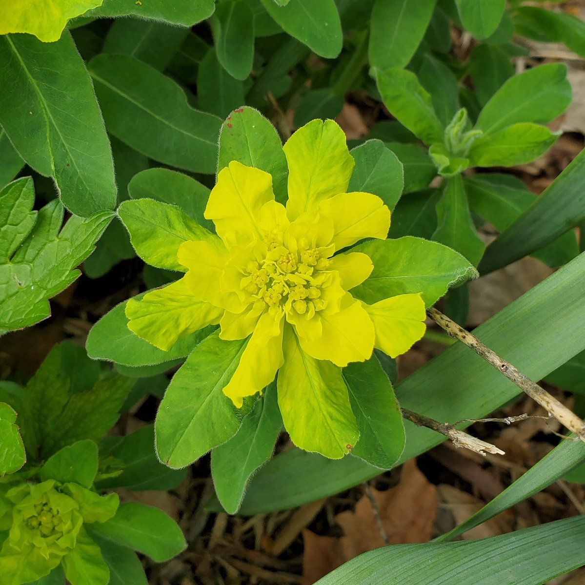mae_mercadow's tweet image. I&apos;m a crop physiologist and a plant breeder. Floral biology and plant response to temperature and daylight changes never fail to amaze me. 

Plants are amazing. 

#sciencechatPH #AcademicChatter #QuarantinePhotographs #Spring2020