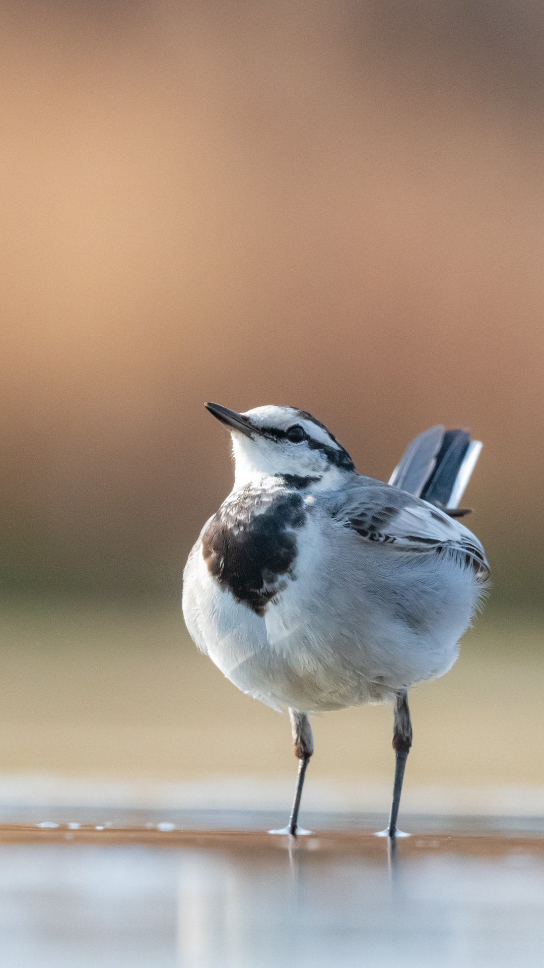 都市公園の野鳥 スマホ壁紙サイズのトリミングです 需要あまりなさそうですが宜しければ T Co Wb9qptbdnw Twitter