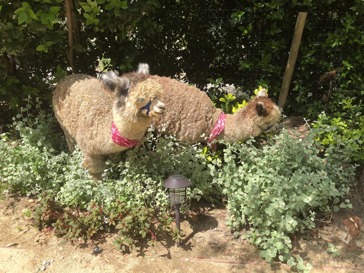 doublesamfarms's tweet photo. You don’t need to tell us twice! #worldnakedgardeningday  We like to garden in just a scarf. https://t.co/vAuy2E7408
