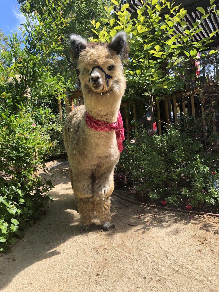 doublesamfarms's tweet photo. You don’t need to tell us twice! #worldnakedgardeningday  We like to garden in just a scarf. https://t.co/vAuy2E7408