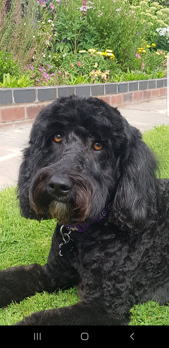 DesalisAt's tweet image. Labradoodle love❤ If you need to clip your dog from home during lockdown, and need some guidance &amp;amp; tips, please subscribe to my you tube videos for free.. under 'DeSalis dog grooming'  How to clip your dog at home. 🐕❤
