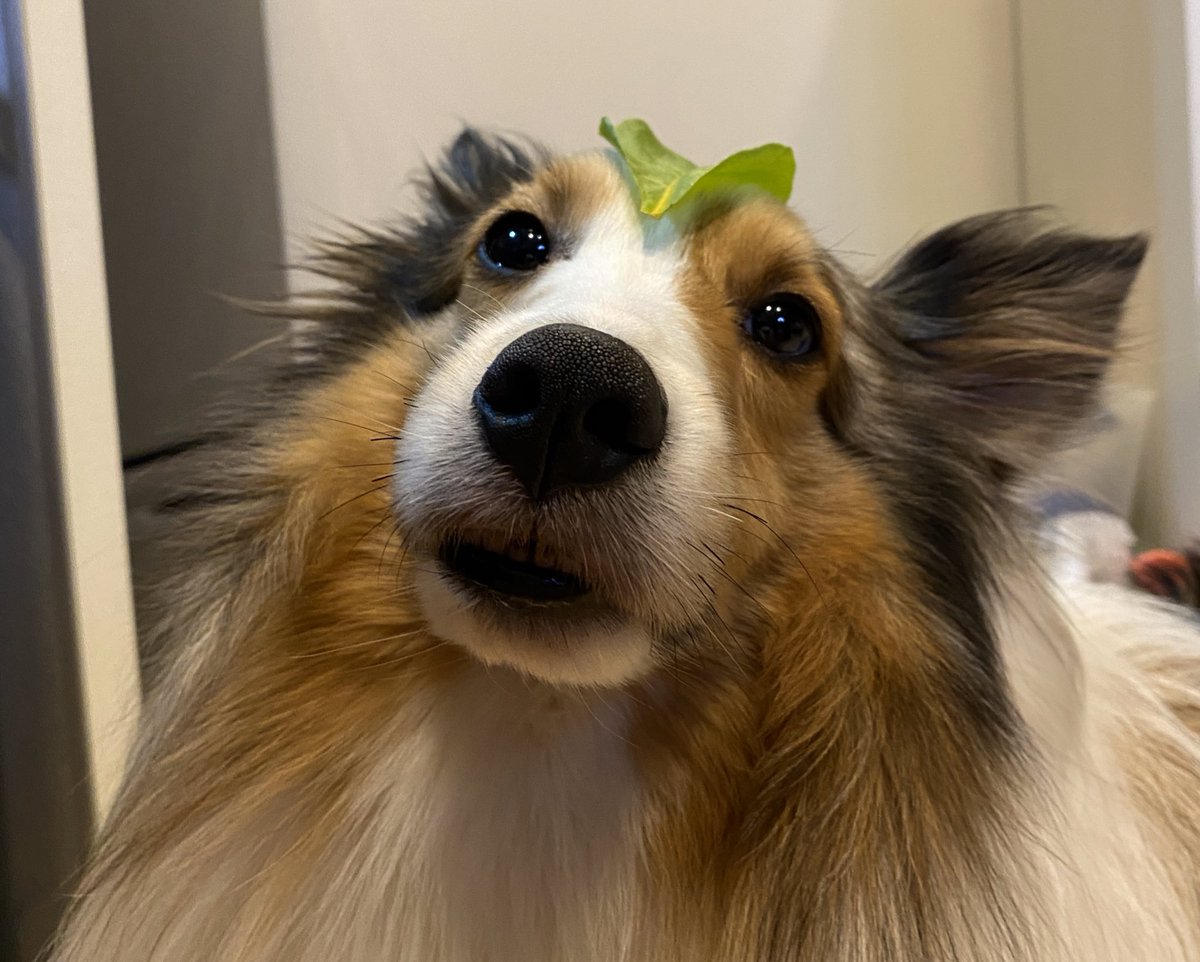 新コロより犬コロ Twitter Search