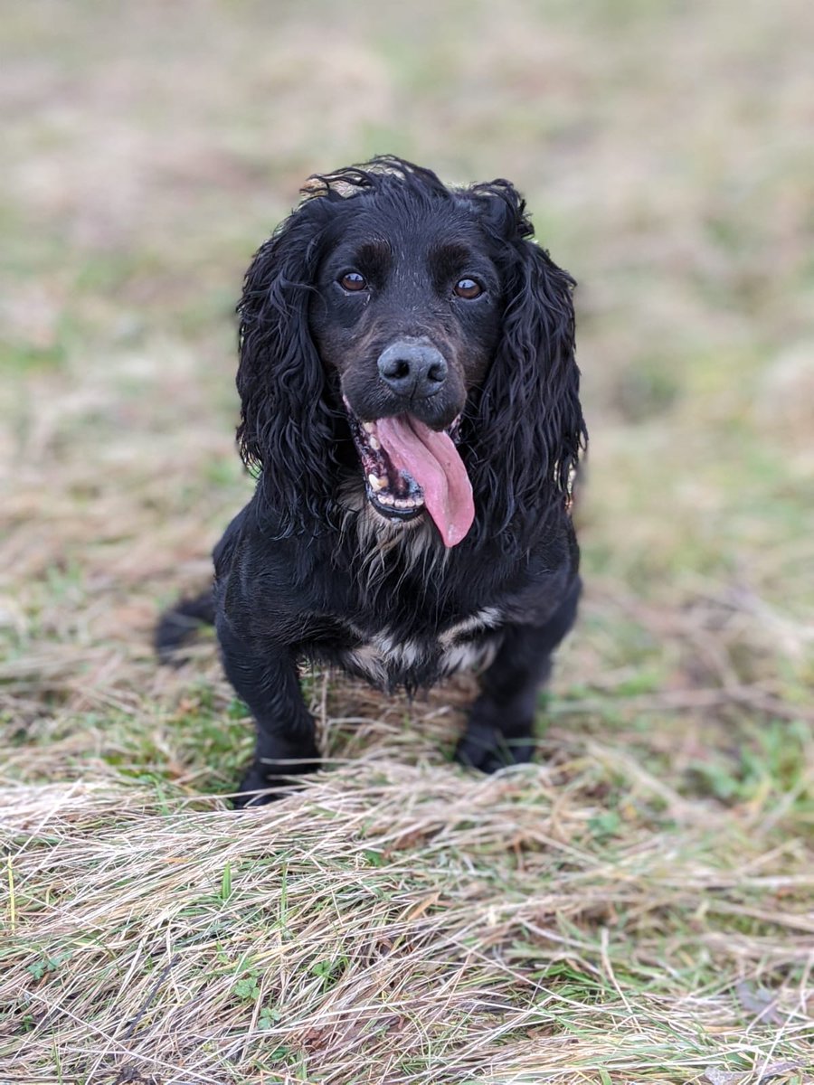 PSOSDogs's tweet image. #PDBilly was helping his colleagues in Ayrshire yesterday. The power of his nose uncovered £2400 worth of drugs. 
#DrugsAreForMugs
#GoodBoyBilly 🐾🏴󠁧󠁢󠁳󠁣󠁴󠁿