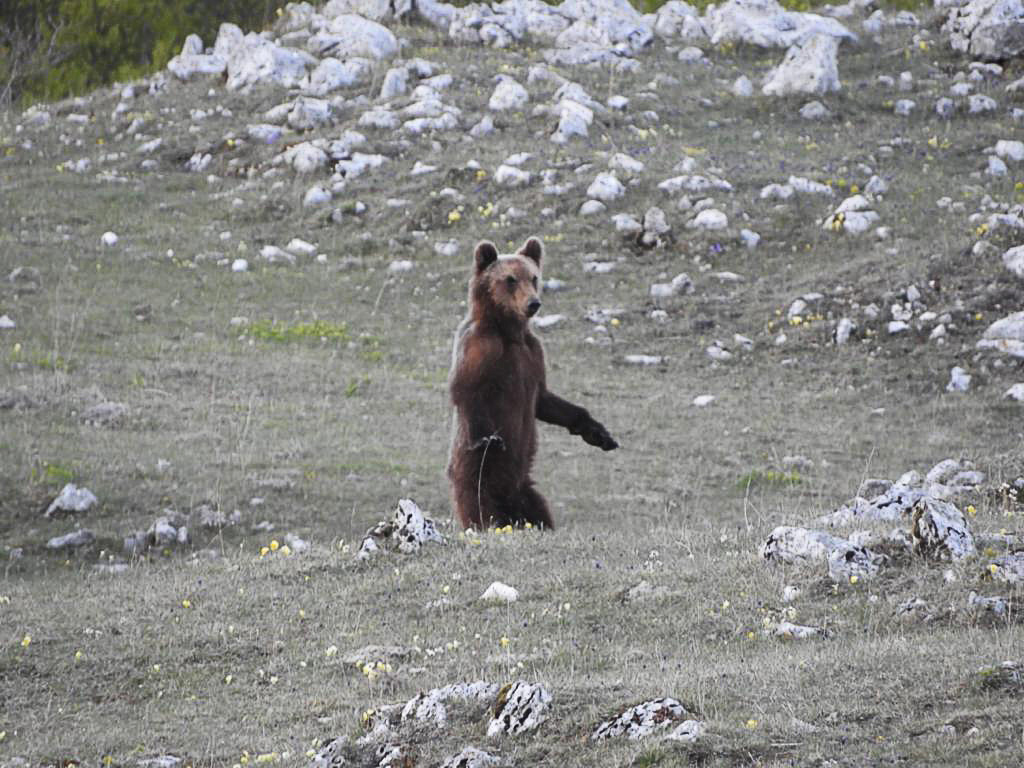 Qualche giorno fa al Parco. Le foto parlano da sole.
foto dei Guardiaparco Trella e Di Nardo
#orsomarsicano #parcoabruzzo #yourabruzzo #orsomarsicano facebook.com/parcoabruzzo instagram.com/parcoabruzzo/