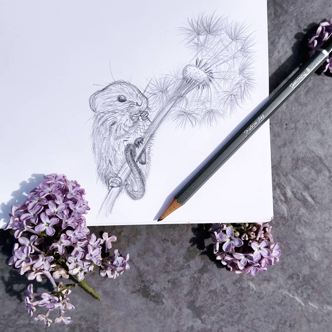 RHdesignedit's tweet photo. Now that the dandelions have gone to seed they make tasty snacks for mice 

#dandelion #dandelionseed #spring #may #wildflowers #wildflowerhour #wildlifeart #sketchbook #dailysketch #pencildrawing #inspiredbynature #britishwildlife #devonwildlife #harvestmouse #devonartist https://t.co/OijqTAEVOb
