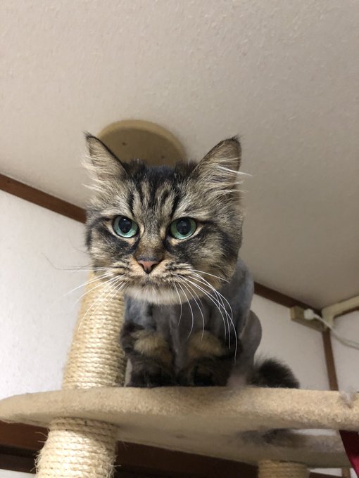 丸刈りのtwitterイラスト検索結果 古い順