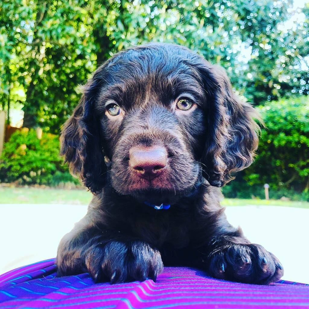 ElizabethSupan's tweet photo. Meet Eddy. 
We love him already. 
#boykinspaniel #boykinsofinstagram #puppylove #quaranpup #besttimeforapuppy #lovessnuggles https://t.co/WnhbDsMfXr https://t.co/BPTWNcitD7