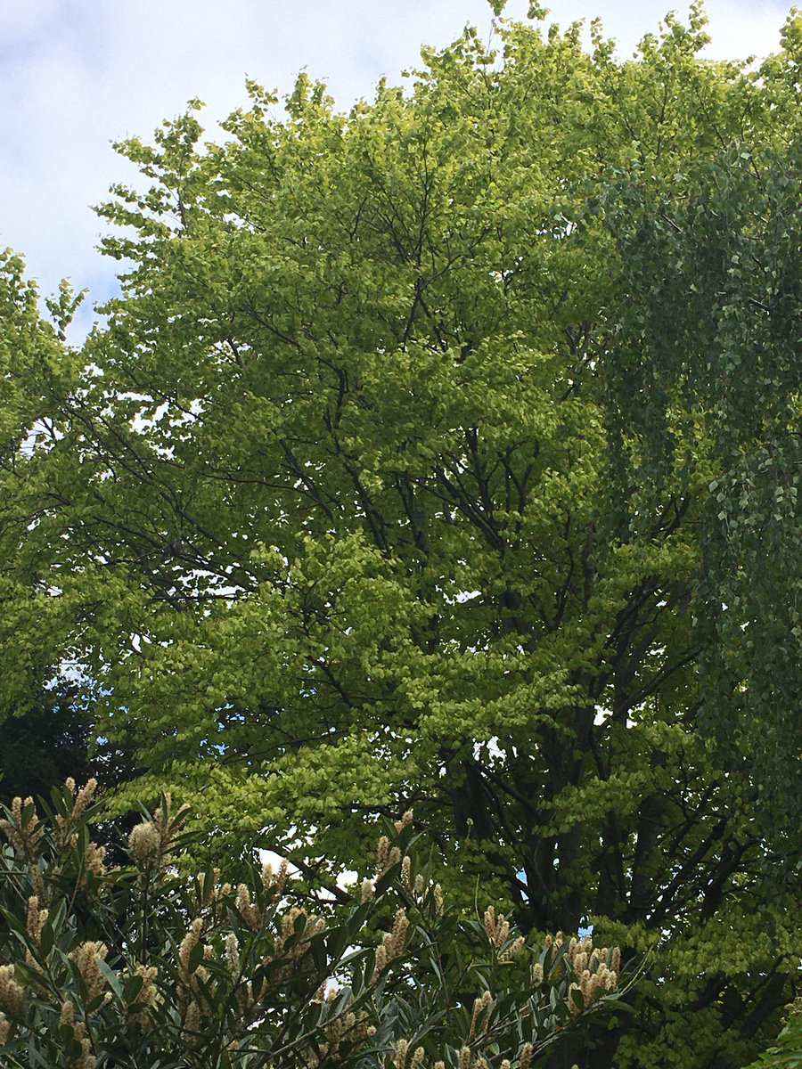 lizmitch's tweet photo. Bingo! Love a beech tree. https://t.co/A0x0jLa0iL
