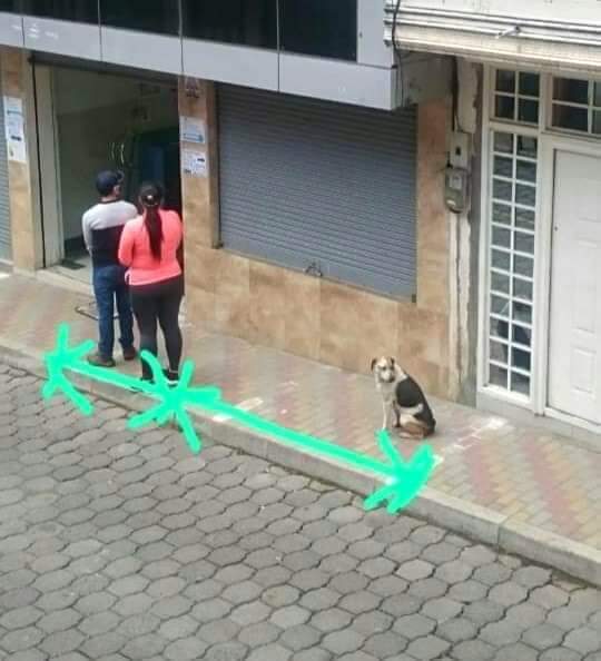 frasesdem3rda's tweet photo. Ainda há dúvidas de que os animais são mais evoluídos do que as pessoas? https://t.co/vLTPu0GZXw