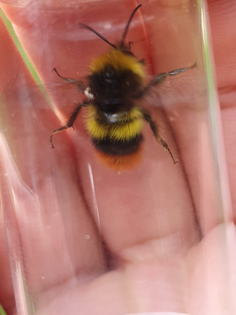 The Early Bumblebee (Bombus pratorum) a male in this case, whose sole purpose is to eat and to mate! #GardenWildlife #Bees