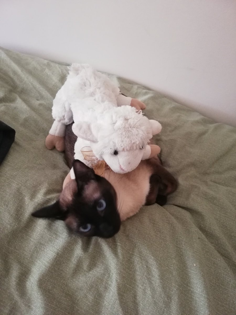 Hoop hemşehrim noluyo??