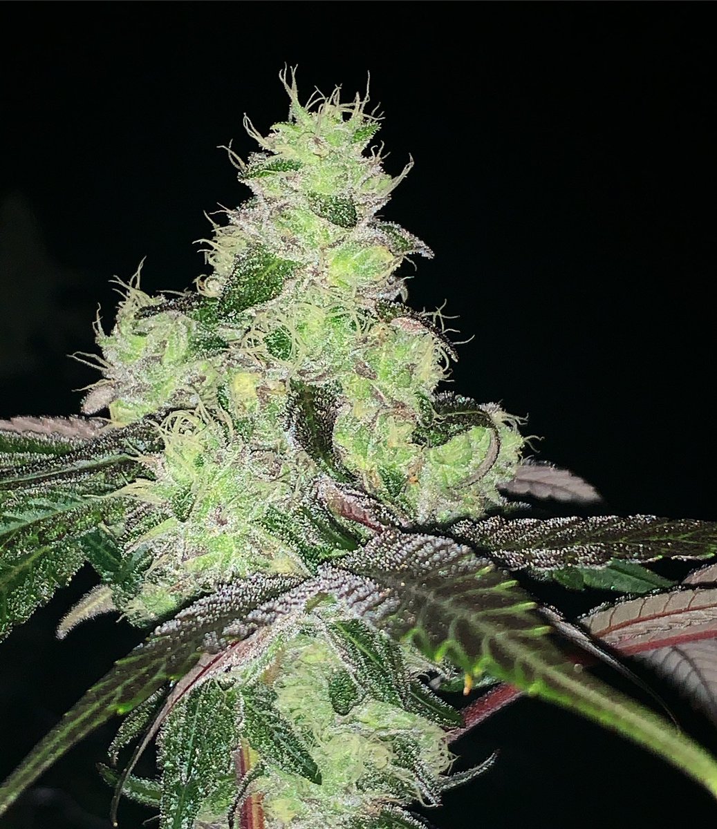 RareDankness's tweet photo. “And if life itself could change so quickly, why not people?”
Excerpt From Before He Envies  #raredankness #wedodank #raredanknessnutrients #nutritionsimplified #terpenesamplified   @HydrofarmTV @raredanknessnutrients ⭐️🦨🦨 #luvmuffin https://t.co/FYJUcx4e1n