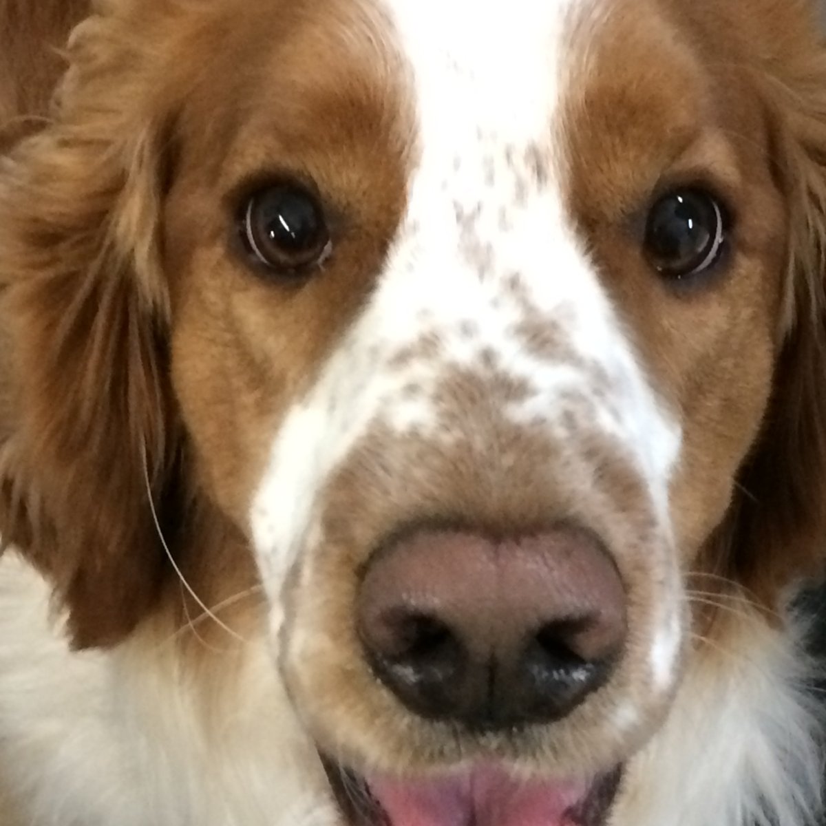 AskSteenbock's tweet image. Therapy dog Pete (from Dogs on Call) sends you virtual puppy kisses for good luck on your finals. You can do this! Pete believes in you. #SitStayStudy #Studystrong #Badgers library.wisc.edu/steenbock/2020…