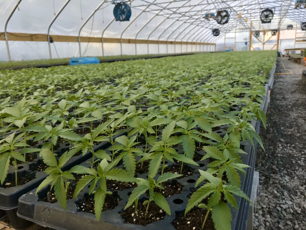 MONTKUSH's tweet photo. It’s May! That means back to the greenhouses for seeding! We can’t wait! #farming #vermontfarm #hempfarm @montkushpete @theredclayrevi1 @SequoiaMK @dcmontkush https://t.co/NT6tzxesMW