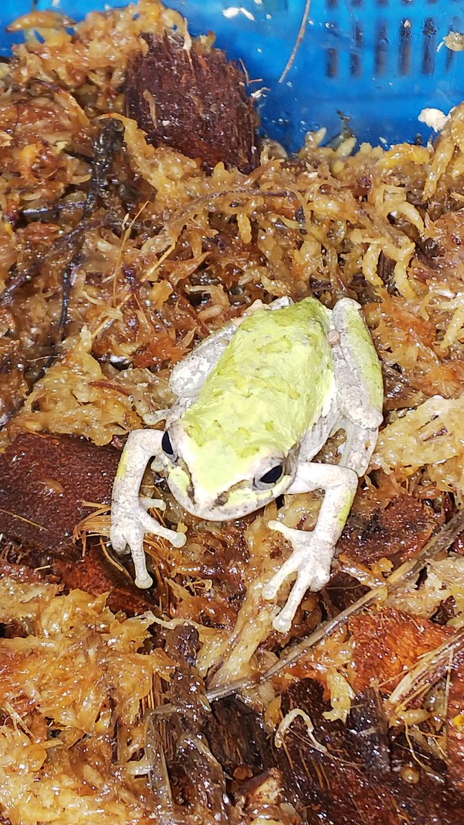 爬虫類 両生類専門店レプティリカス ニホンアマガエル Hyla Japonica 京都府産 Wc 日本本土で最もポピュラーなツリーフロッグで飼育も容易かつ 餌食いも良く 美しい 千石先生も蛙飼育の入門種として薦められると著書に書いています 笑 身近な蛙