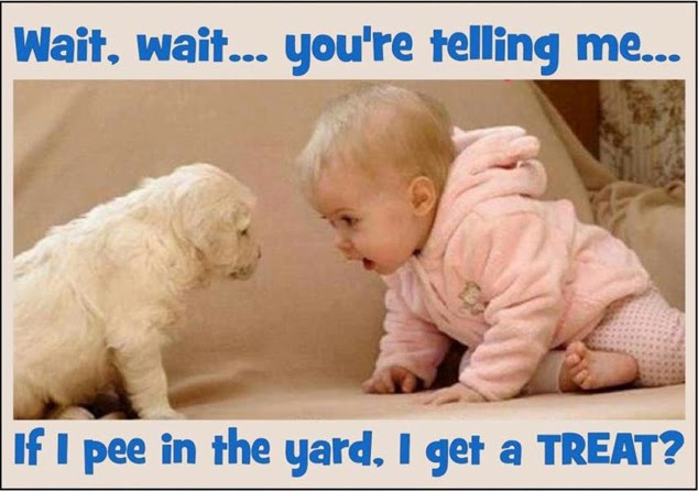 NancySpringer's tweet image. This is one of those days when I have nothing to offer except a laugh.  #writer #notsomuch