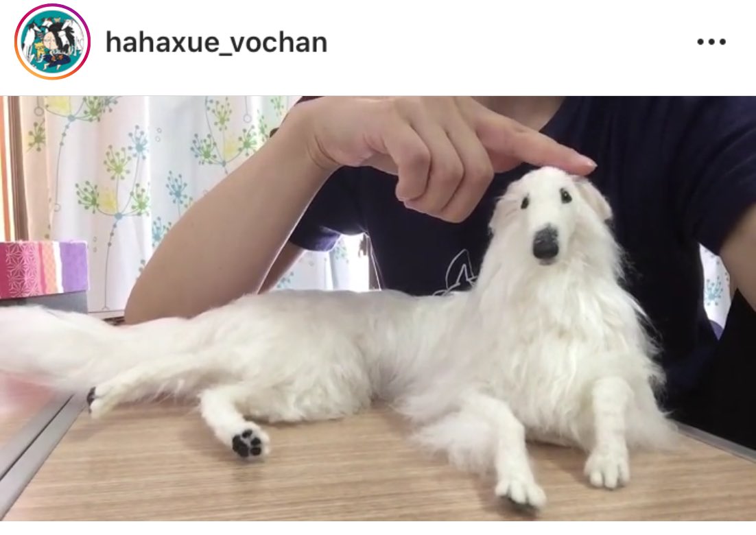 猫とネコ犬 ははぅえ インスタ犬猫アカウントの方を遡ってたら懐かしいの出てきた まだ作品用アカウント作る前にアップしてたのね 何年か前までは羊毛のぬいぐるみも作ってたの 今は作ってない インスタの方は動画なので結構リアル