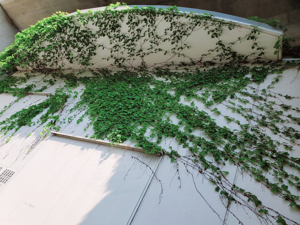 FulLmoNty_n's tweet image. 侵緑
#identitymemory
#暑いので涼しくなりそうな画像を貼る