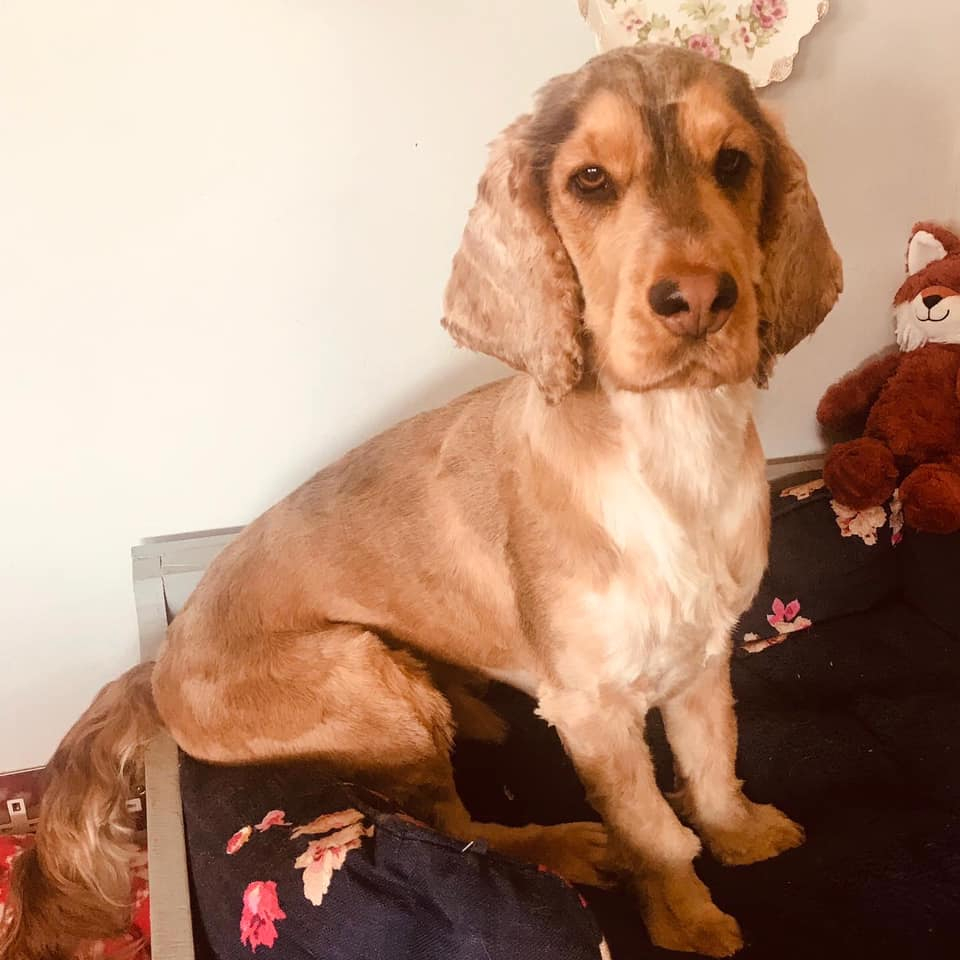 ThackeraysPups's tweet photo. Throw back to make you smile! :)
#dog #dogs #dogsofinstagram #instadogs #igdogs #doggo #bestdogs #cutedog #funnydogs #dogsarebetter #doggy #doglovers #uniquedogs #dogpics #petsagram #dogpictures #dogphotos #happydog #famousdogs #doggie #beautifuldogs #dogslife https://t.co/pQ2t8wt9Wn