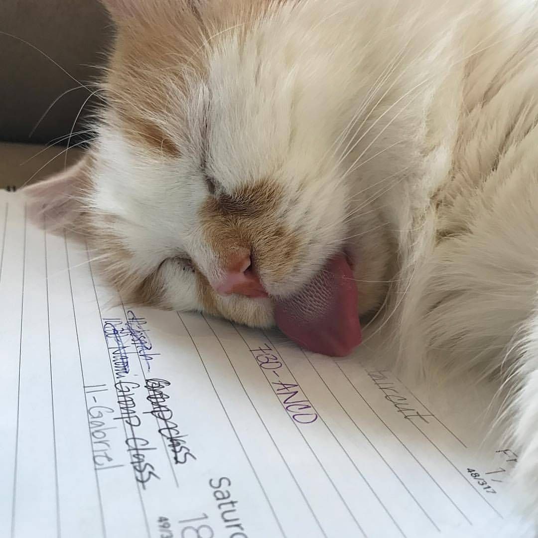 PAZZESK4's tweet photo. Io alle tre di.                   Io alle tre di 
Pomeriggio :                         notte: https://t.co/KBMl5hARbA