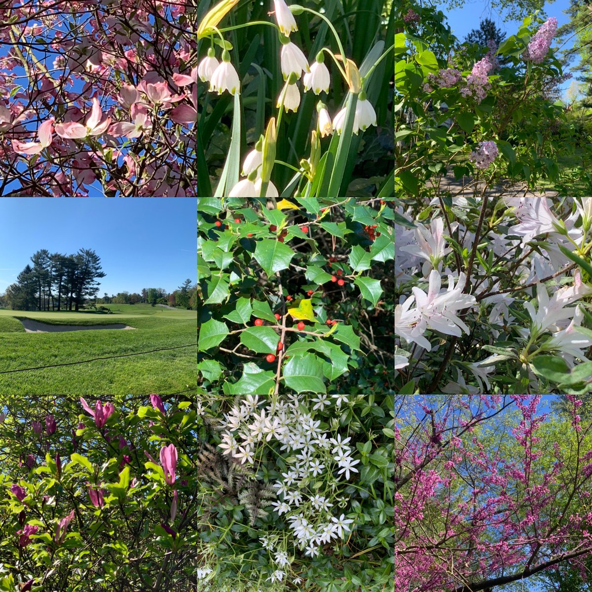 drtinamaster's tweet photo. Scenes from 10 miles in Haverford today in honor of #broadstreetrun note fairway @ 14 #meriongolfclub https://t.co/hyBuvgiikK