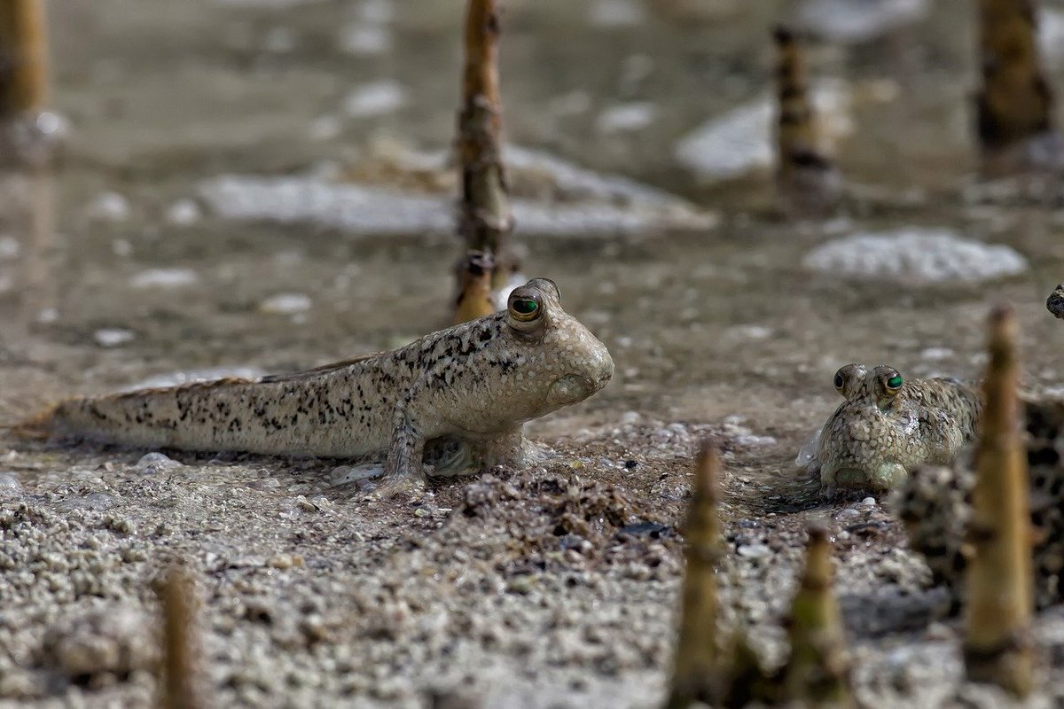 OmegaSeaLLC's tweet photo. Did you know that the mudskipper is a fish that spends most of its time out of the water? They can also move across the land using their fins, it almost looks like they are walking! #omegasea #mudskipper #omegasea https://t.co/2RWq4CaAwC