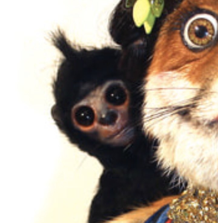 Buzzcocks tweet media