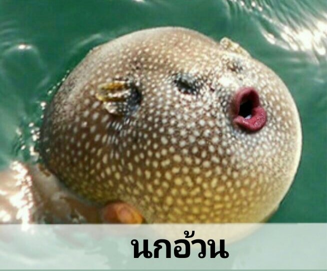 ด๊าวด่าววว🐻🐱 tweet media