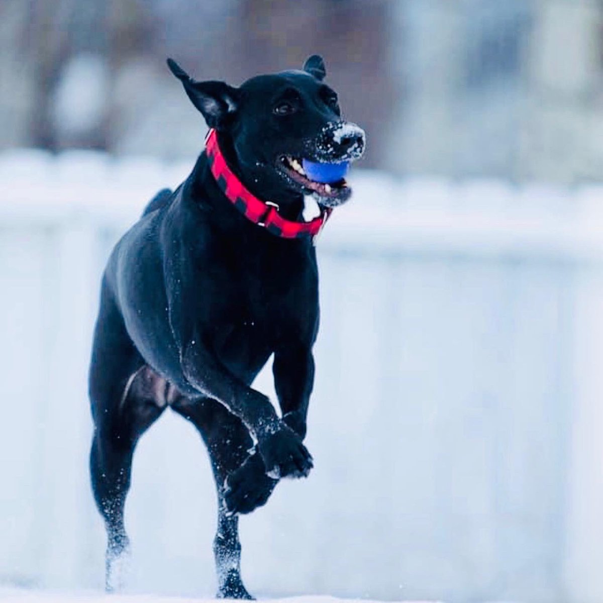StubbyDogs's tweet photo. DAY 5:
Gracie loved snow &amp; was able to find a patch on the warmest of days to cool off. She loved her ball. She loved food. And she loved her family. 

We 💛 that Gracie ultimately ended up in Alaska. There, all her #snow fantasies came true. ❄️
#Dog #Family #MyDogisFamily #Love https://t.co/pLIu7BpgF5