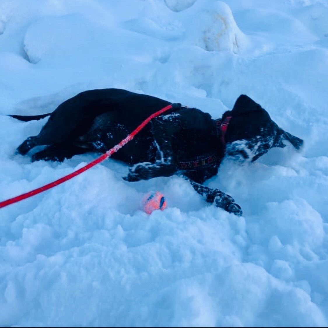StubbyDogs's tweet photo. DAY 5:
Gracie loved snow &amp; was able to find a patch on the warmest of days to cool off. She loved her ball. She loved food. And she loved her family. 

We 💛 that Gracie ultimately ended up in Alaska. There, all her #snow fantasies came true. ❄️
#Dog #Family #MyDogisFamily #Love https://t.co/pLIu7BpgF5