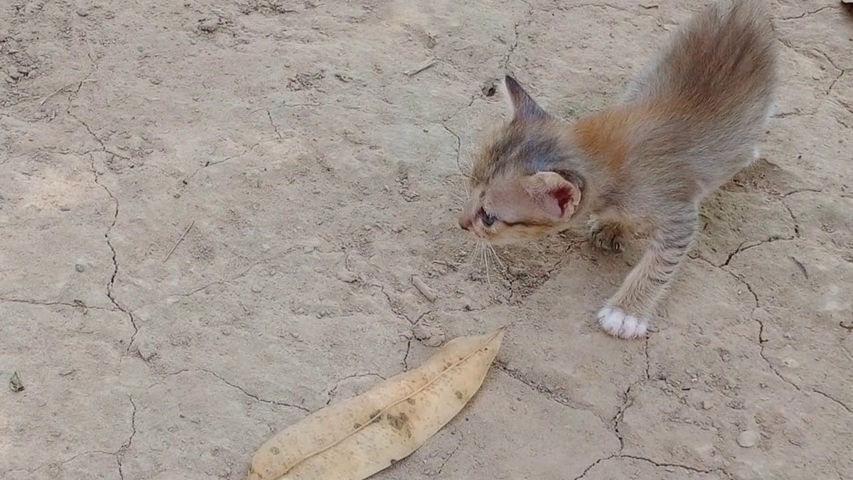 MeowMoeDotCom's tweet photo. #Cute cats and #Kittens
#Cats #Cat #Kittens #Kitten #Kitty #Pets #Pet #Meow #Moe #CuteCats #CuteCat #CuteKittens #CuteKitten #MeowMoe
#Cat #CatTalks #CatsPlay #CatsVideo #CuteCatsAndKittens #CuteCatsVideos
https://t.co/hfGTD7wwG7
. https://t.co/MaHOaP7FZx