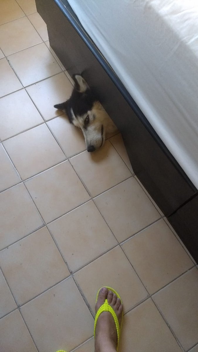Juanarmando59's tweet photo. Draco en la cuarentena. https://t.co/ufg5y4MvI6