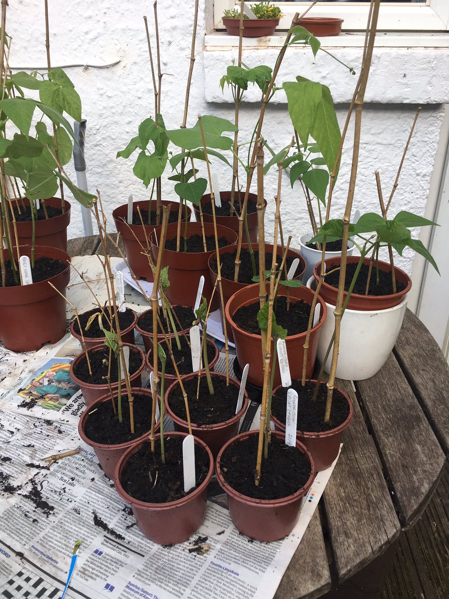 Runner beans, just 11 days after sowing! (French beans in background.) And two sowings of radish, 25 and 11 days' growth, with a handful of nasturtiums (and marigolds germinating alongside) in the foreground. Hopefully a few of these will be edible soon...