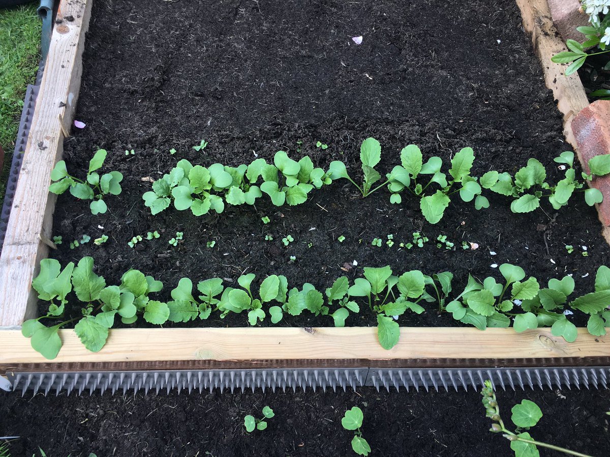 Runner beans, just 11 days after sowing! (French beans in background.) And two sowings of radish, 25 and 11 days' growth, with a handful of nasturtiums (and marigolds germinating alongside) in the foreground. Hopefully a few of these will be edible soon...