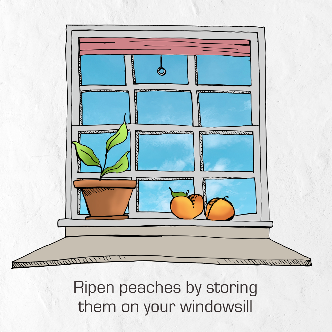 AGCOcorp's tweet photo. #FarmerHack: For perfectly ripened peaches, place the unripened fruit on a windowsill for a day or two. Make sure they aren't getting too much direct sunlight, or you may end up with soft spots. https://t.co/aA4jN9qawQ