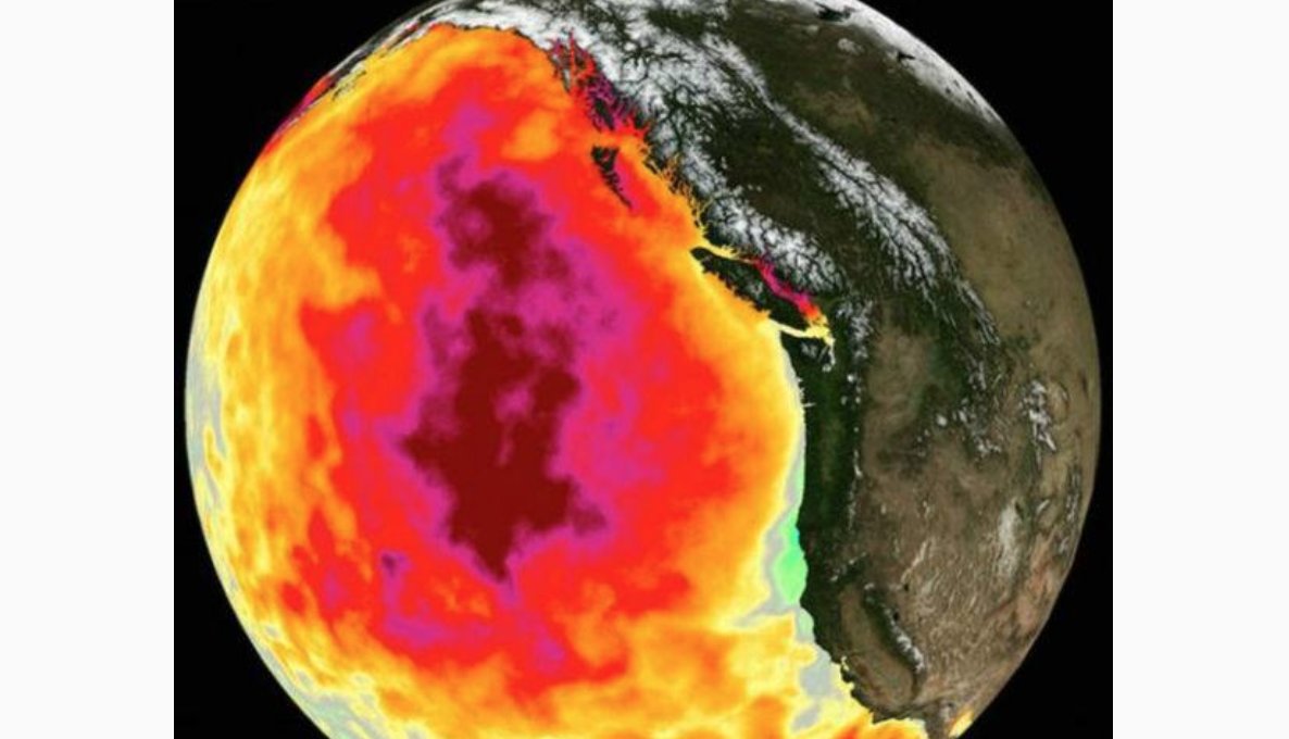 jcradiolabruja's tweet image. La &quot;gran mancha&quot; de agua caliente, o #hotblob, que amenaza el hábitat natural del océano Pacífico ha vuelto.La primera aparición de este fenómeno se remonta al 2013 en la costa norteamericana desde Alaska hasta Baja California.  #LaBrujaEc